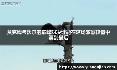 莫克姆与沃尔的巅峰对决谁能在这场激烈较量中笑到最后
